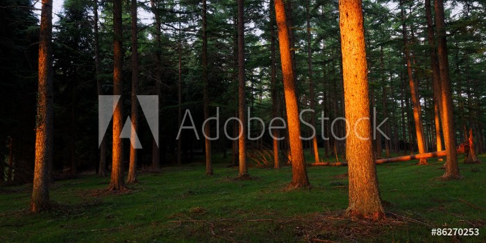 Picture of Forest with last rays of sun